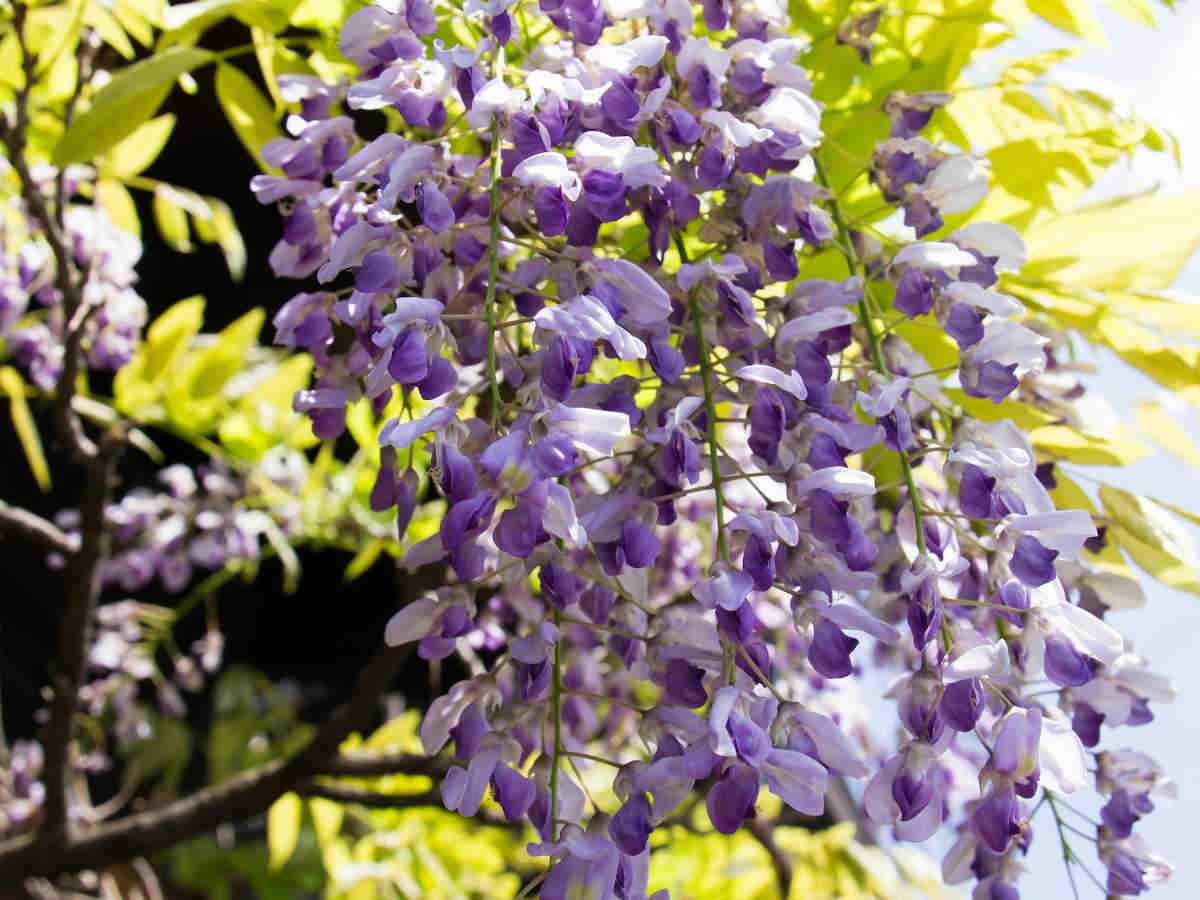 Glycine