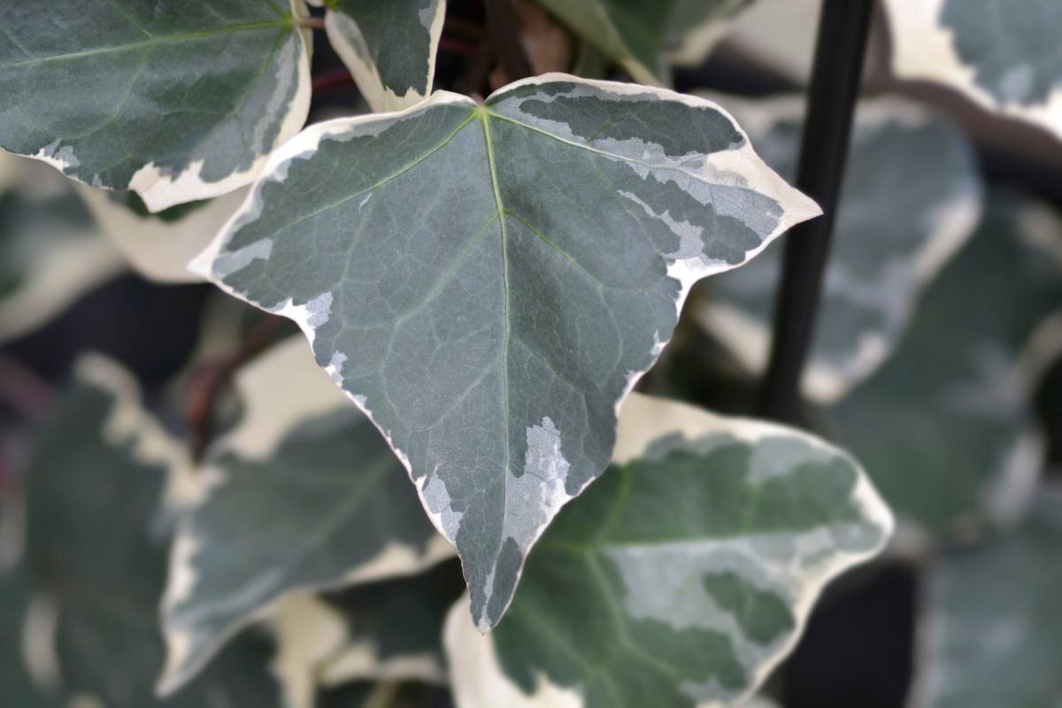 Hedera algeriensis - Lierre d'alger rampant