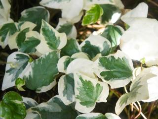 Hedera algeriensis - Hedera canariensis - Gloire de marengo