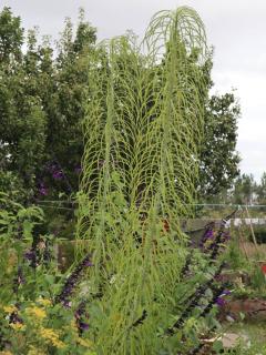 Helianthus salicifolius