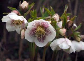 Hellebore d'Orient - Rose de carême