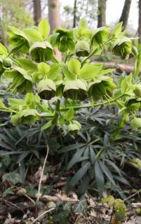 Hellébore fétide - Helleborus foetidus