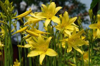 Hemerocallis citrina