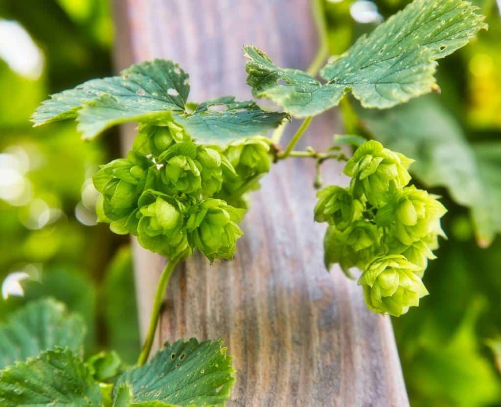 Houblon bienfaits