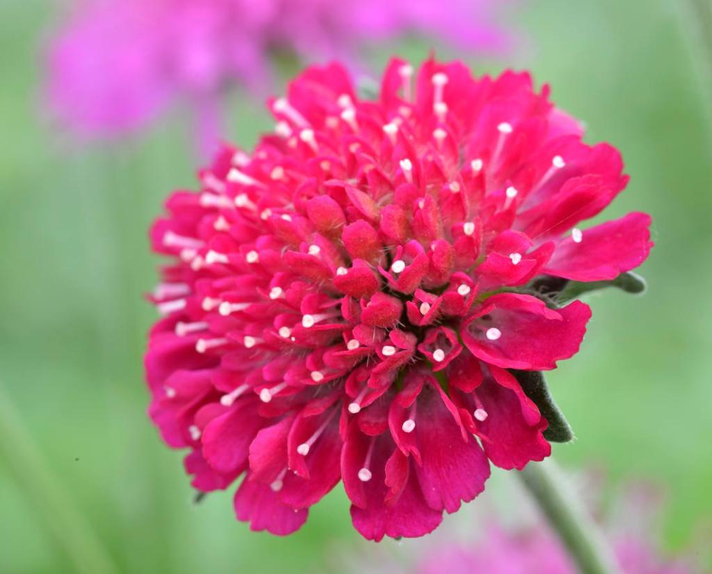 Knautia macedonica - Petite scabieuse de Macédoine