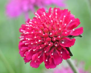 Knautia macedonica - Petite scabieuse de Macédoine