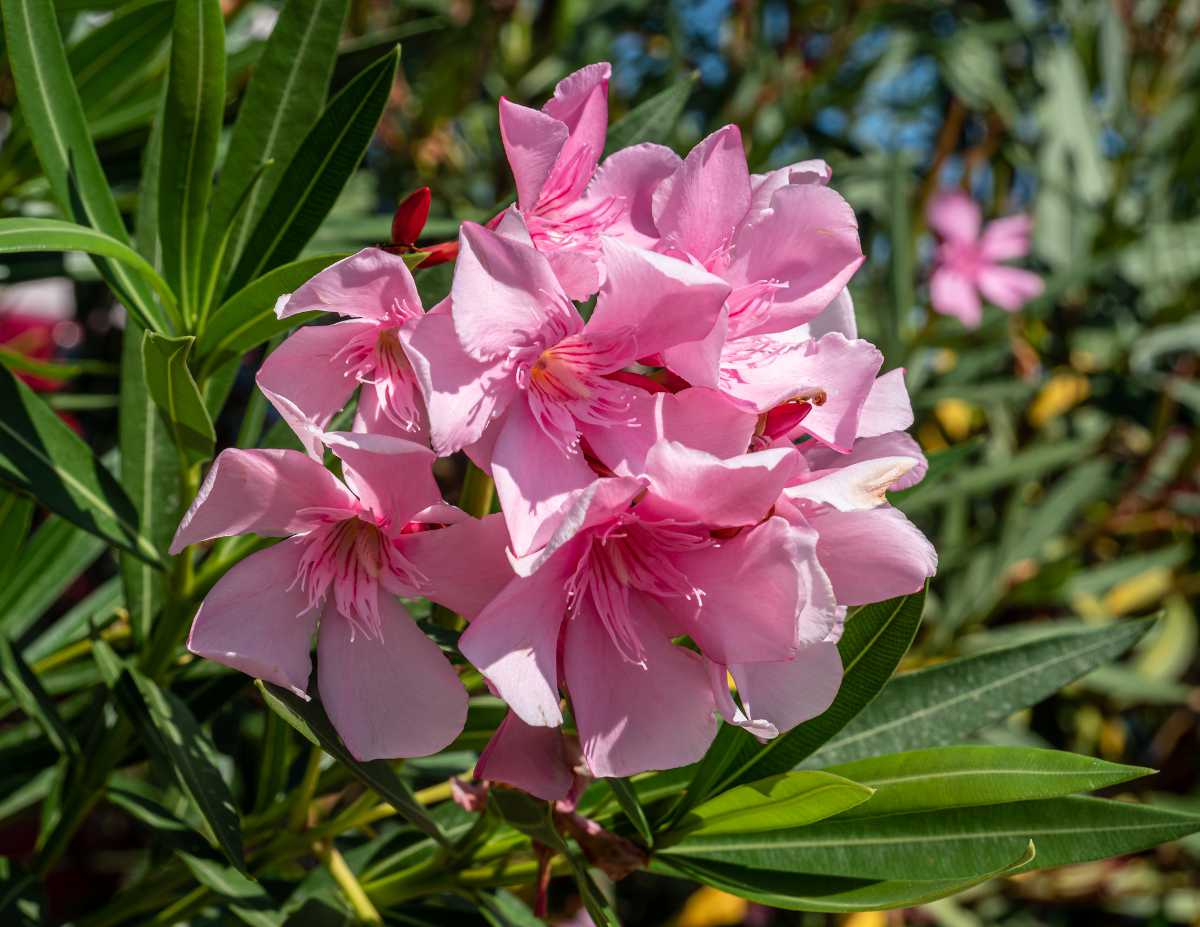 Laurier rose - nerium oleander