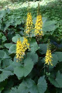 Ligularia przewalskii - Ligulaire de Chine