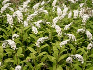 Lysimachia clethroides - Lysimaque de Chine