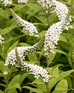 Lysimachia clethroides - Lysimaque de Chine culture