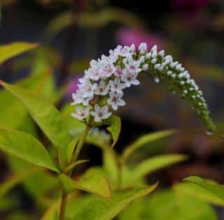 Lysimaque de chine - Lysimachia clethroides