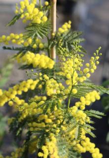 Mimosa en pot entretien