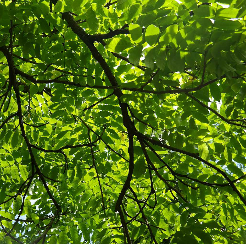 Noyer du caucase - Pterocarya fraxinifolia
