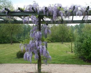 Pergola avec glycine