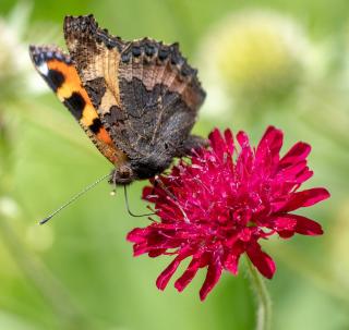 Petite scabieuse de Macédoine - Knautia macedonica