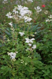 Reine des prés, Filipendula ulmaria