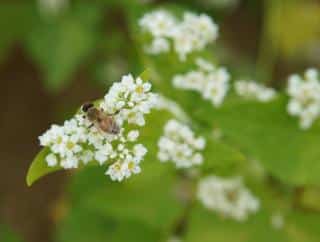 Sarrasin engrais vert