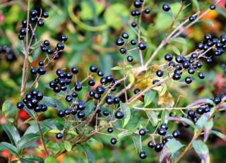 Troene - Ligustrum vulgare - oiseau