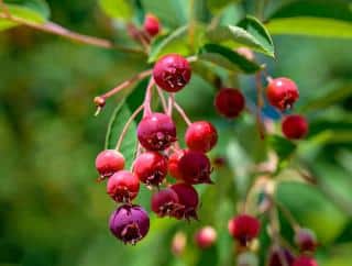 amelanchier baie oiseau