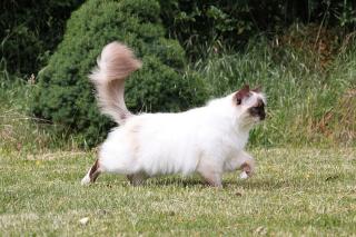 Le sacré de Birmanie, un chat docile pour toute la famille