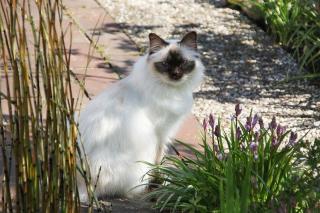 Le sacré de Birmanie, un chat docile pour toute la famille