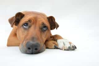 démodécie chez le chien : symptômes et traitements