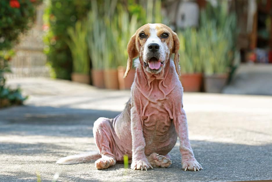 Démodécie chez le chien : symptômes et traitements