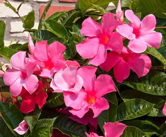 Dipladenia : culture, floraison et entretien