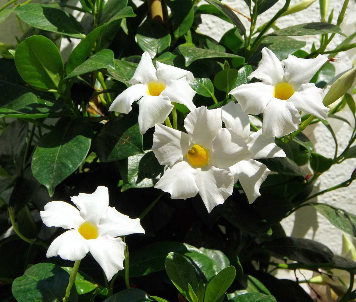 dipladenia hiver - mandevilla