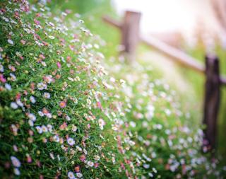 erigeron - paquerette des murailles