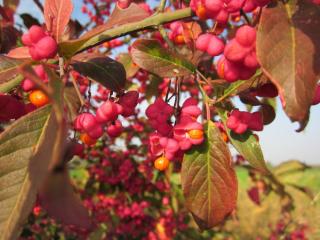 euonymus europaeus - fusain d'europe - oiseau