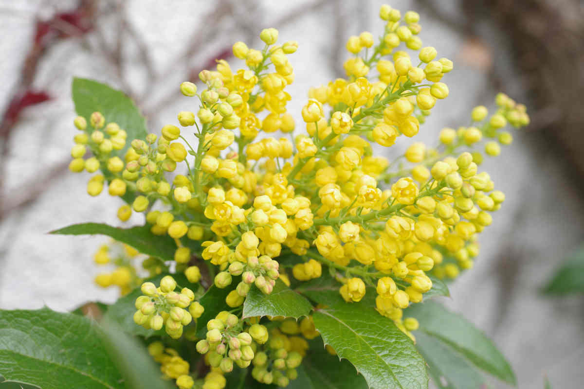 fleurs parfumées hiver