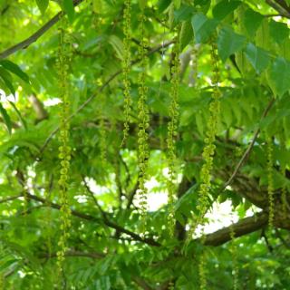 fruit du Noyer du caucase - Pterocarya fraxinifolia