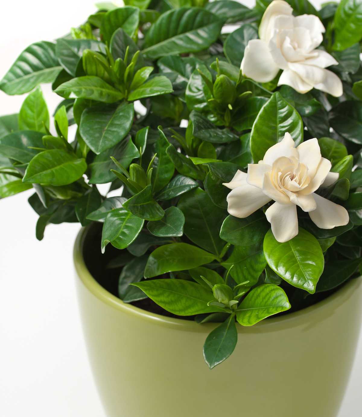 gardenia