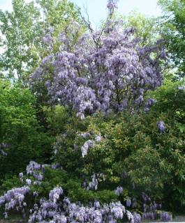 glycine dans un arbre