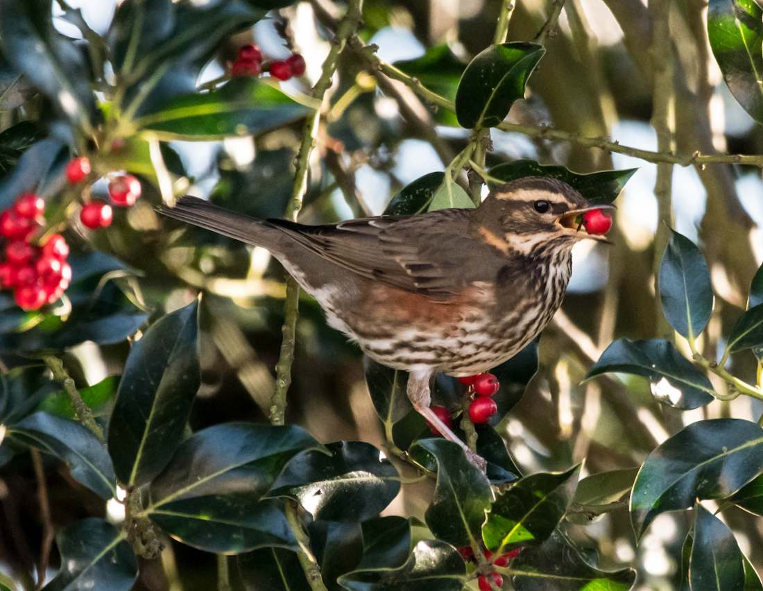 Arbustes pour petits oiseaux