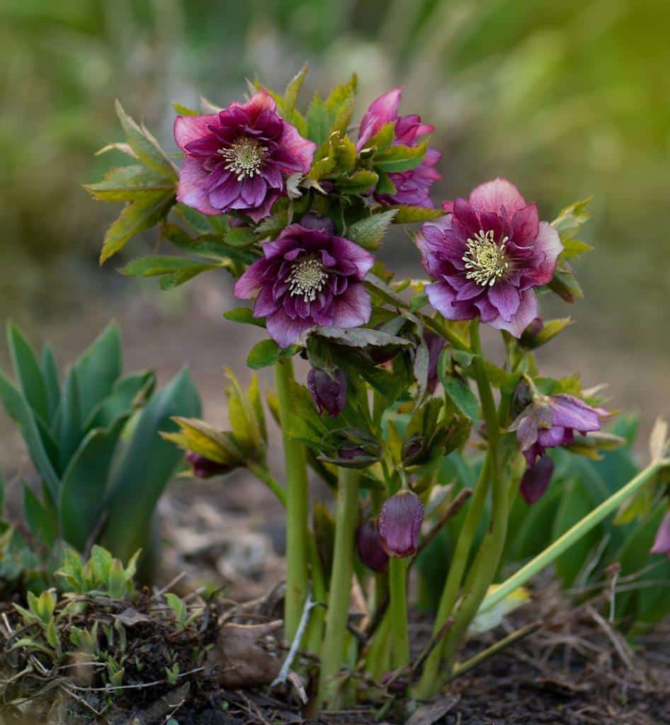 hellebore d'orient