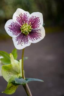 helleborus orientalis - Hellebore d'Orient