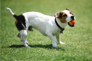 Le jack Russel, un chien actif et intelligent