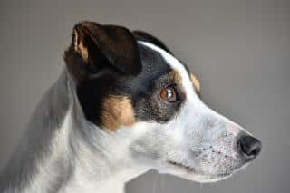 Le Jack Russel terrier un chien actif et intelligent
