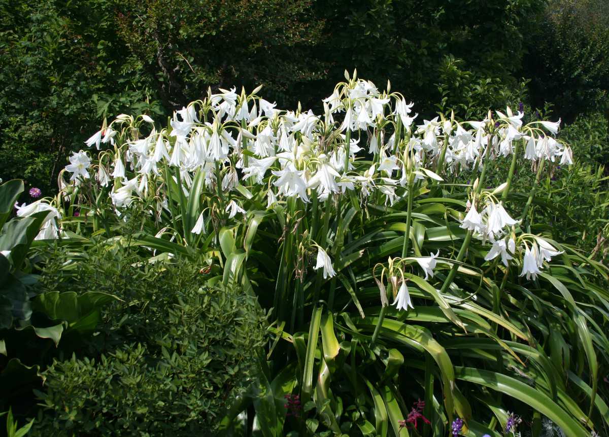 jardin blanc - fleurs blanches