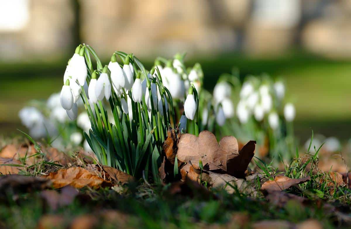 jardinage hiver que faire