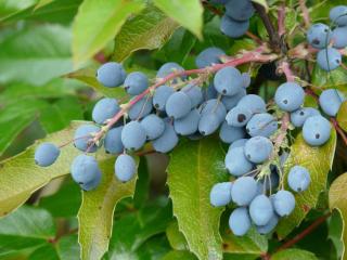 mahonia - oiseau