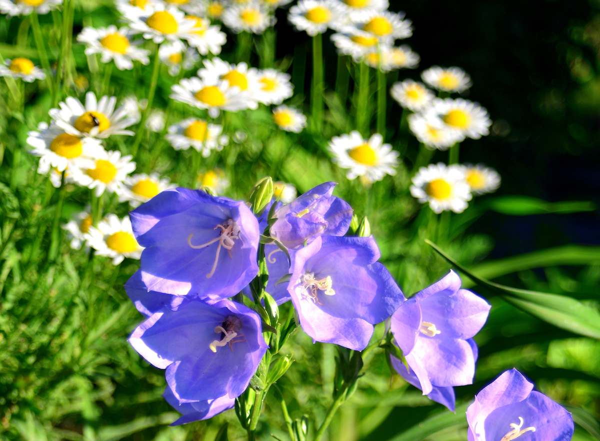 massif en fleur toute l'année