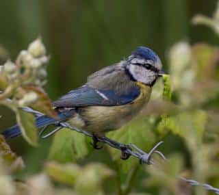 oiseau chenille utile jardin