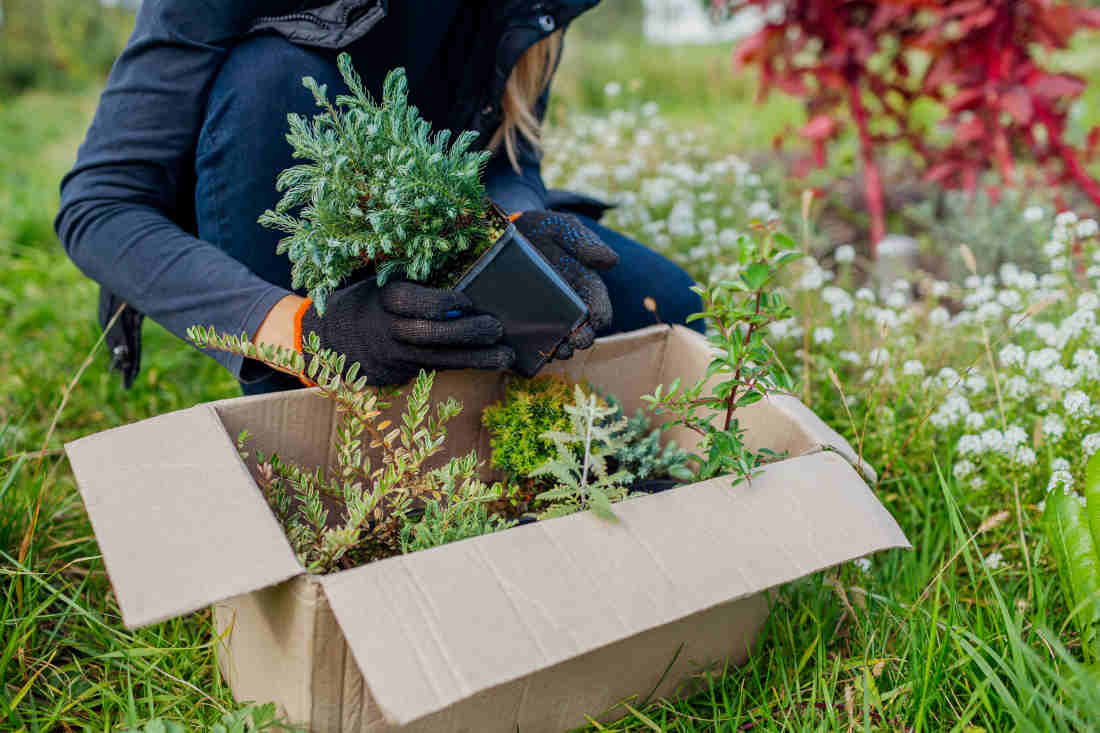 plantation plante achetee sur internet