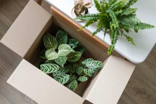 planter plante en pot apres commande internet