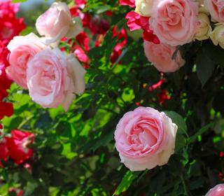 rosier rose pierre de ronsard