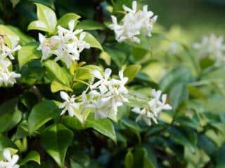 trachelospermum jasminoides