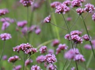 verbena bonariensis - Verveine de Buenos Aires